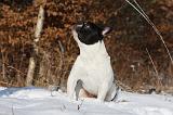 BOULEDOGUE FRANCAIS 967